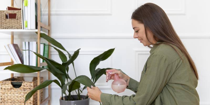 Top 10 Indoor Air-Purifying Plants for a Better Living Environment